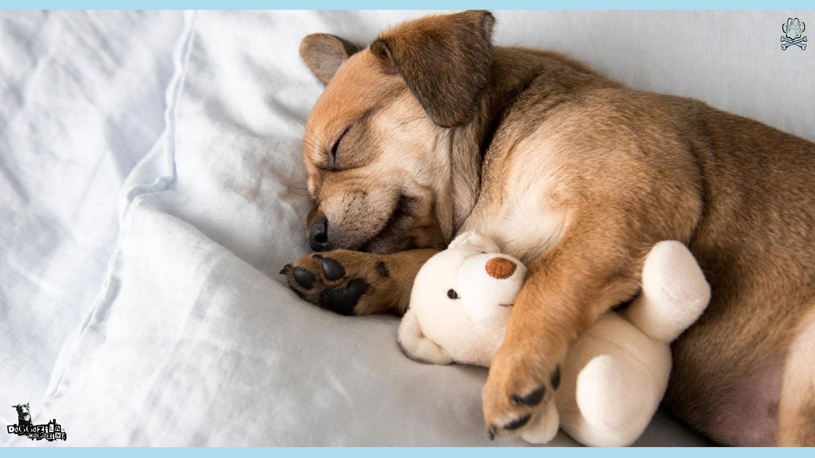 Why Do Dogs Cry in Their Sleep