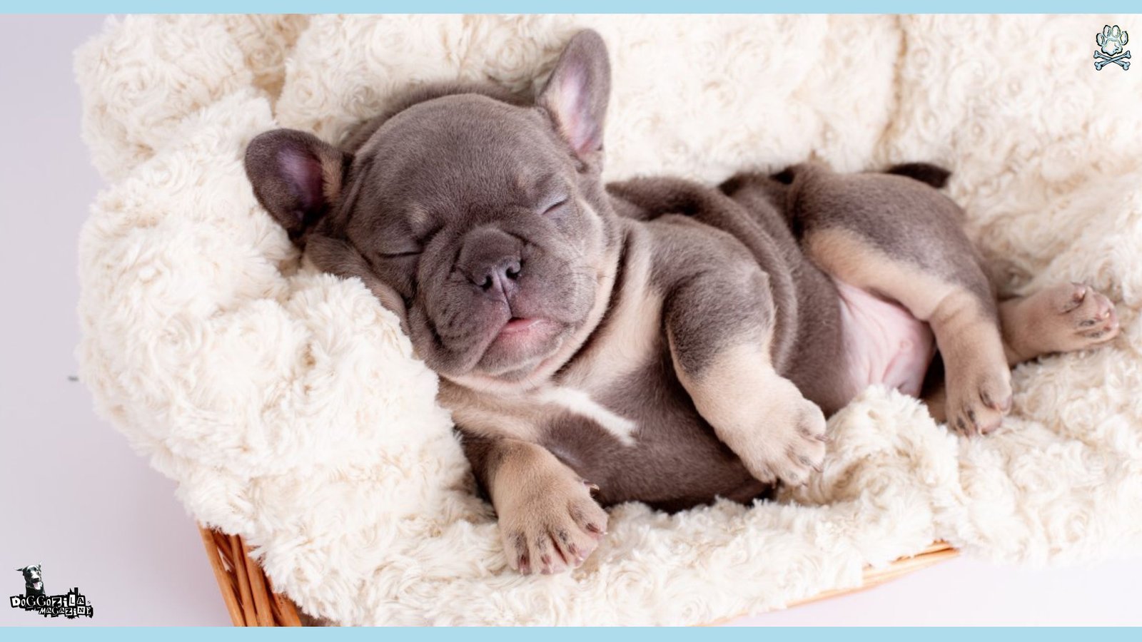 Why Do Dogs Cry in Their Sleep