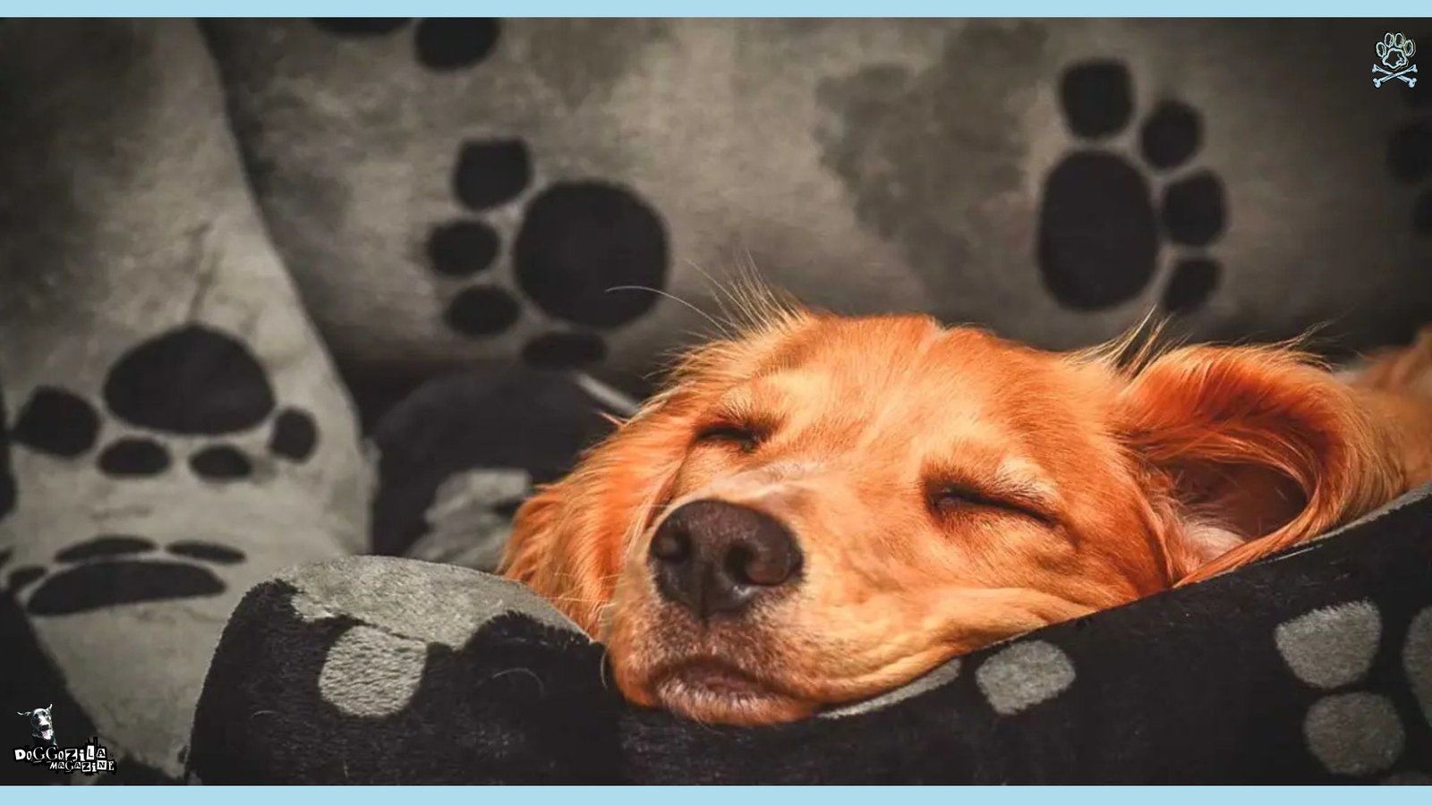 golden retriever asleep on the bed