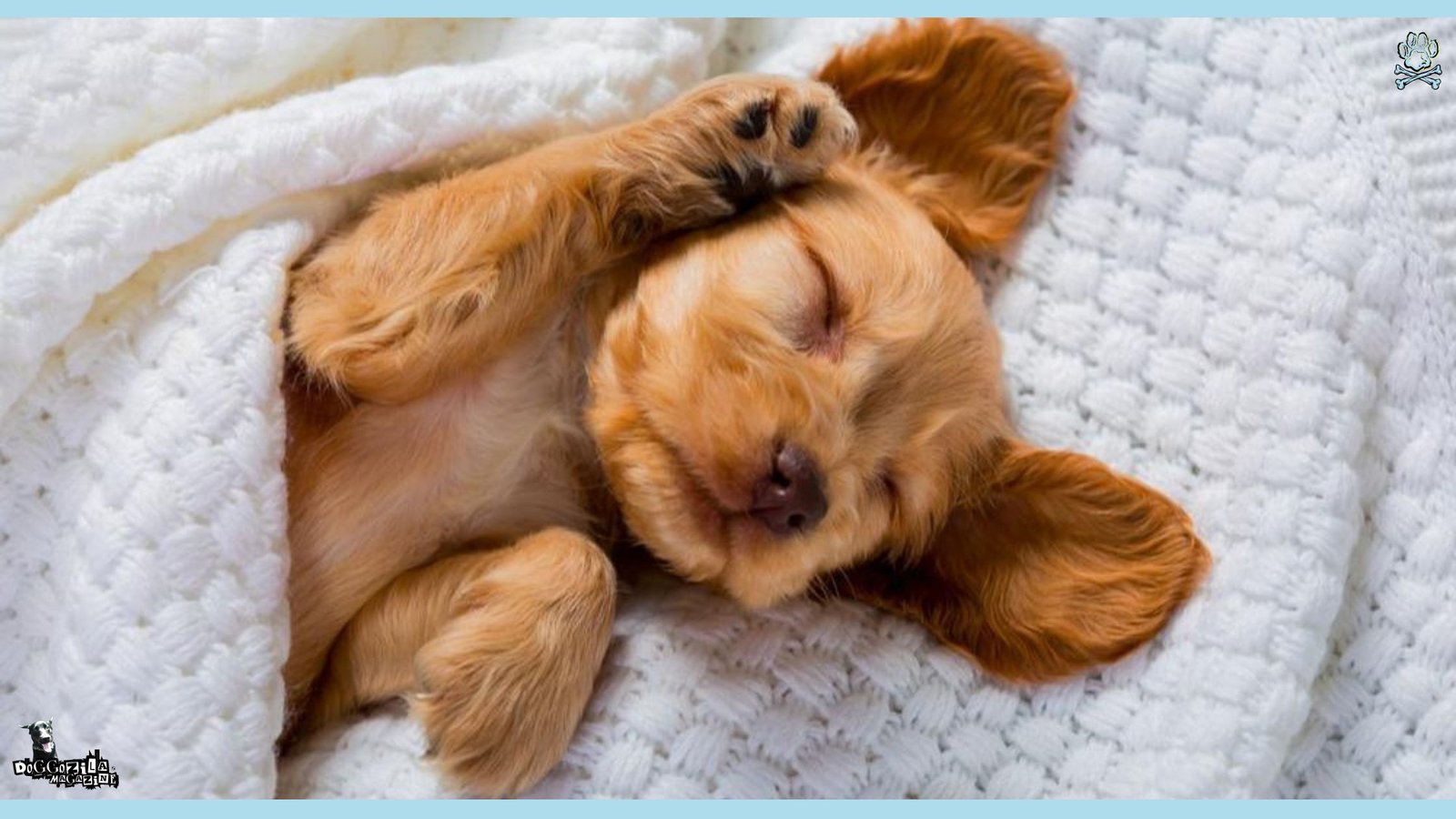 little puppy sleeping