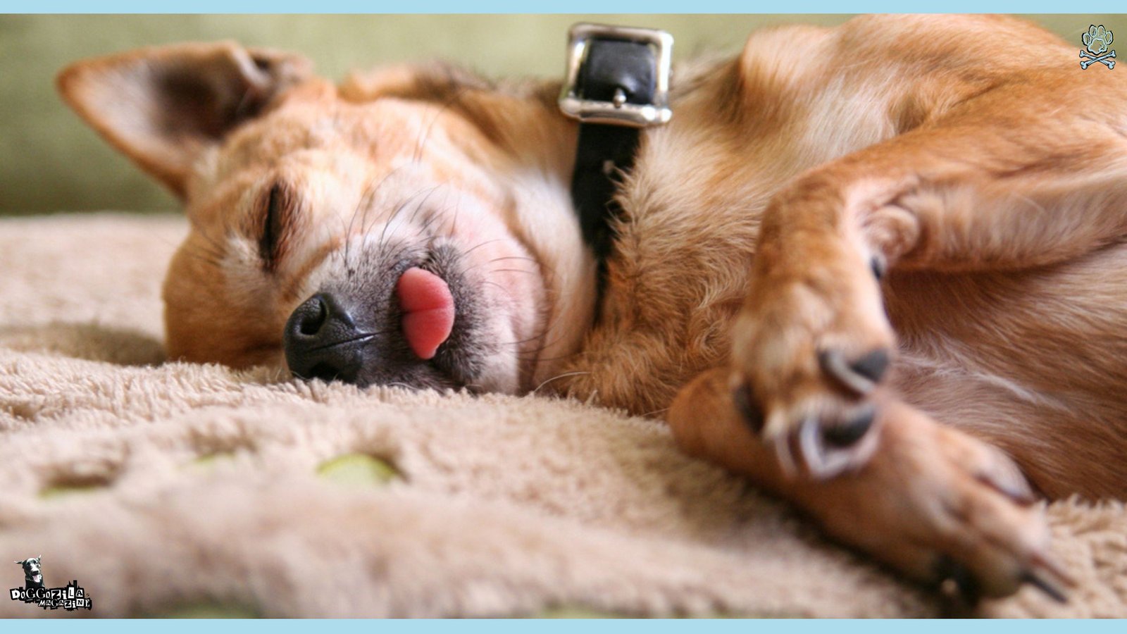 dog sleeping with his tongue out