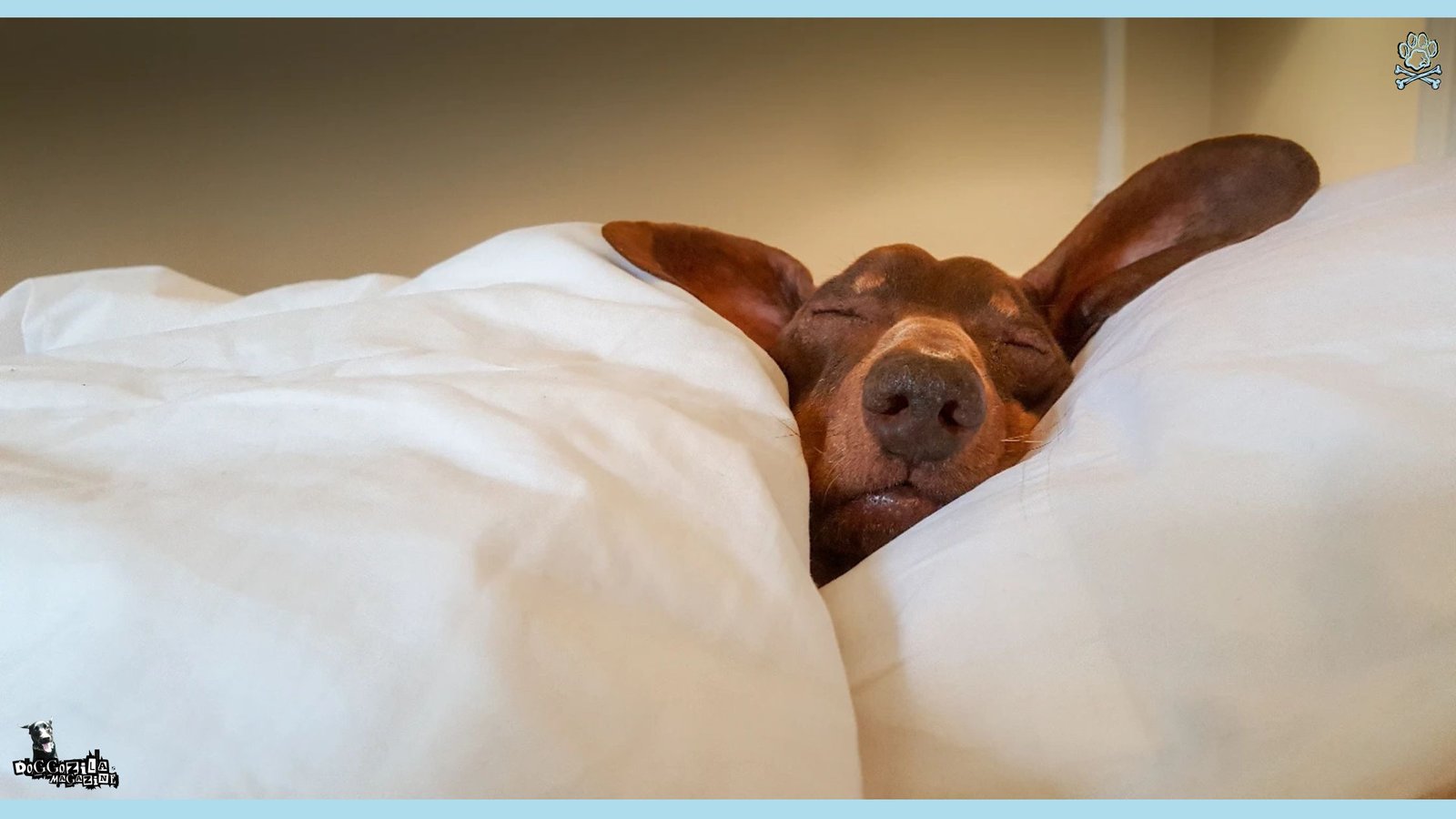 puppy with big ears asleep in the bed
