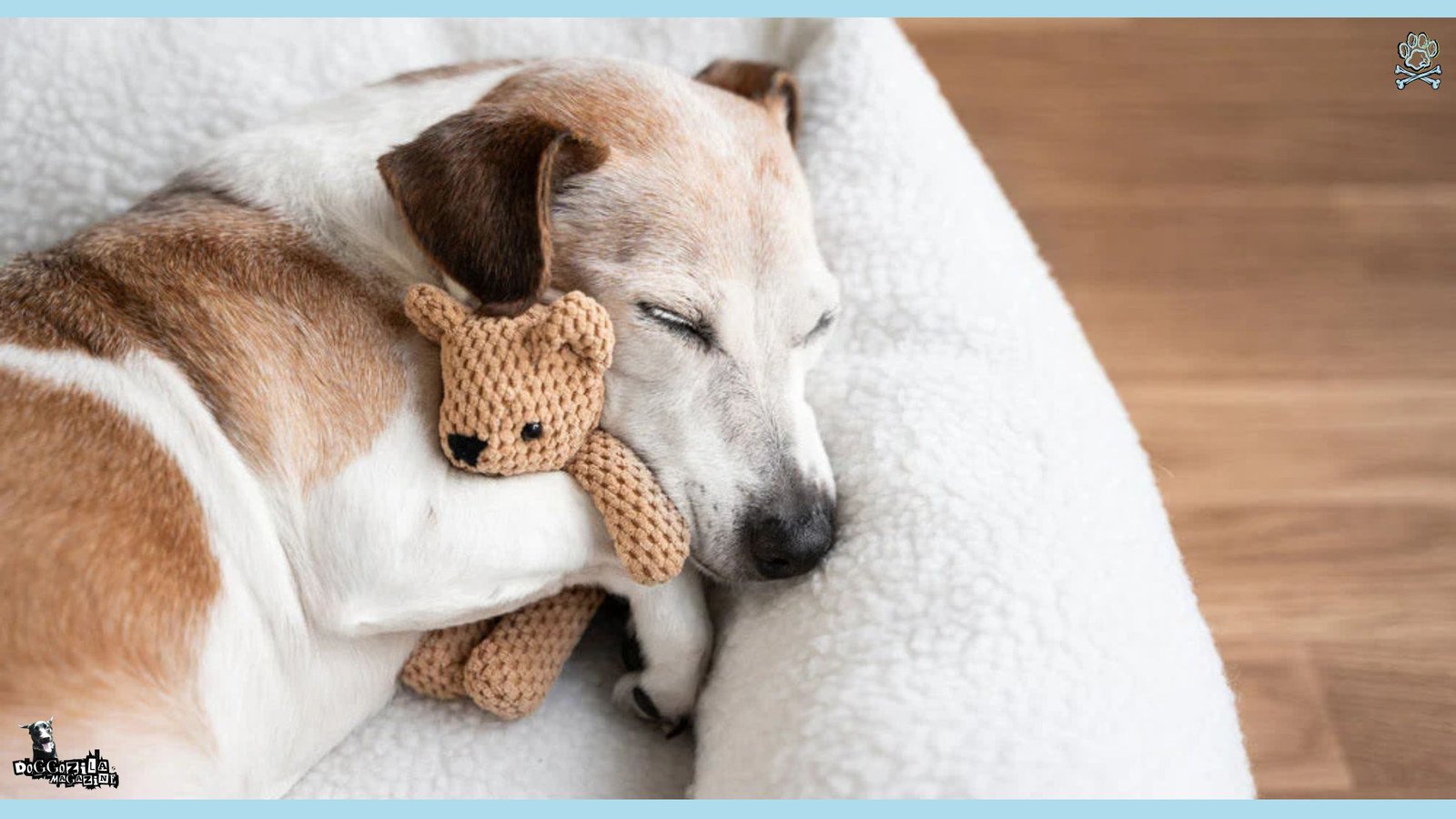 Why Do Dogs Cry in Their Sleep