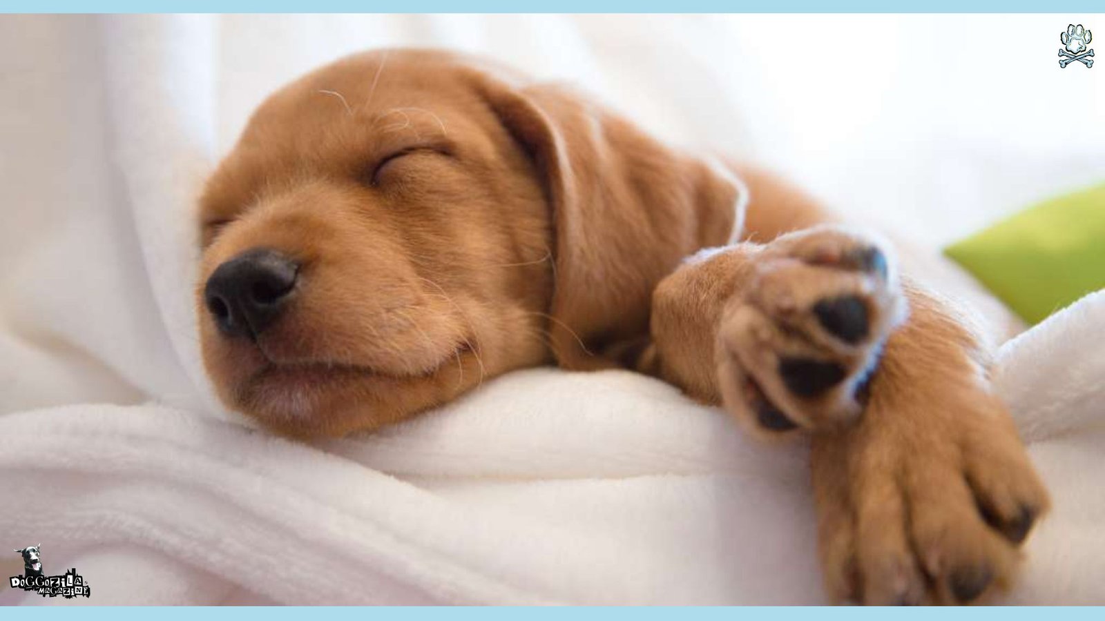 Why Do Dogs Cry in Their Sleep