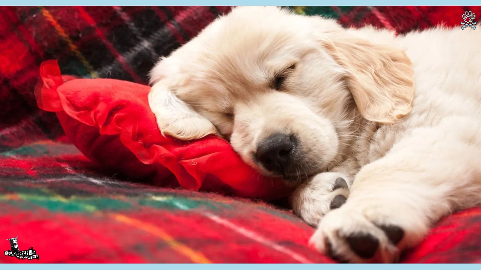 Why Do Dogs Cry in Their Sleep