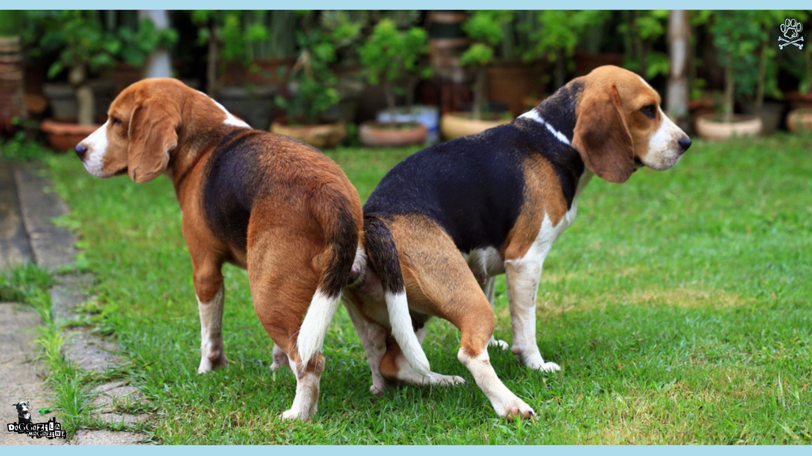 Why Do Dogs Get Stuck After