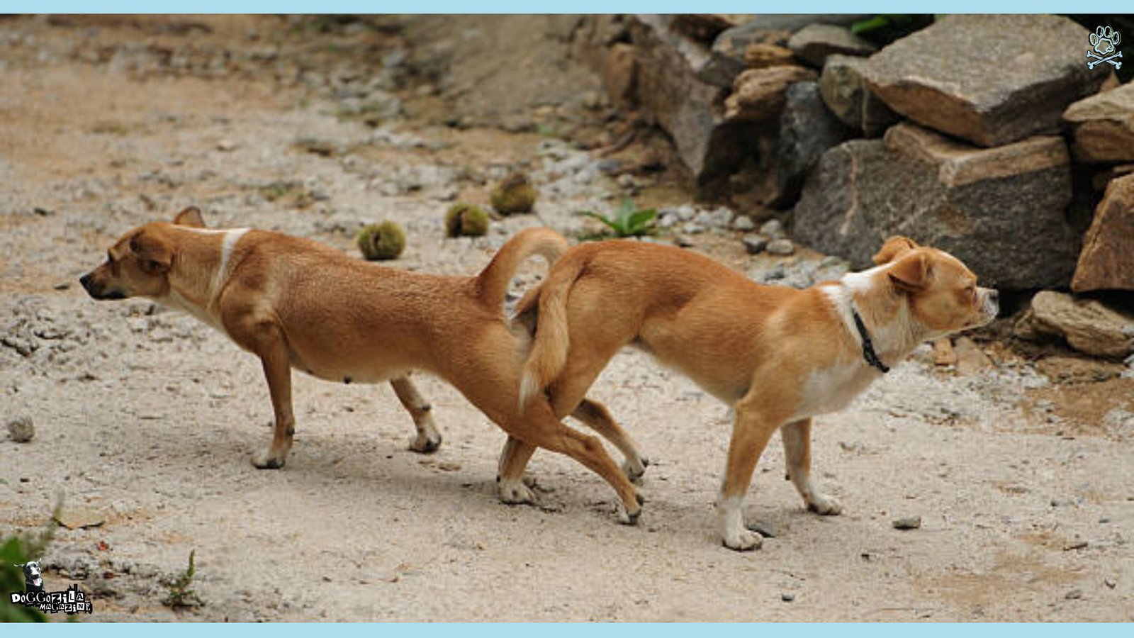 Why Do Dogs Get Stuck After Mating