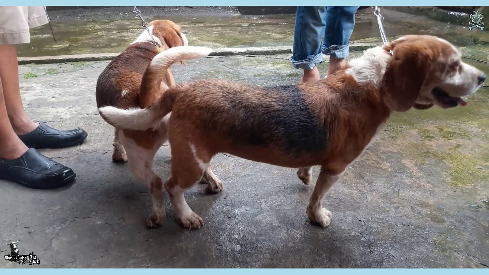 two beagles in difficult situation