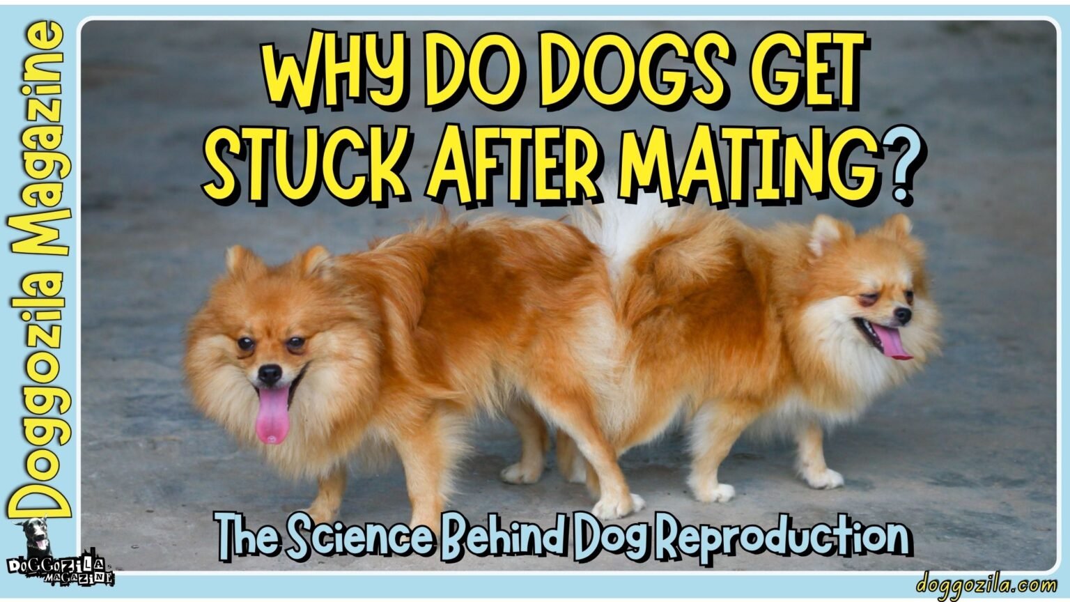 Why Do Dogs Get Stuck After