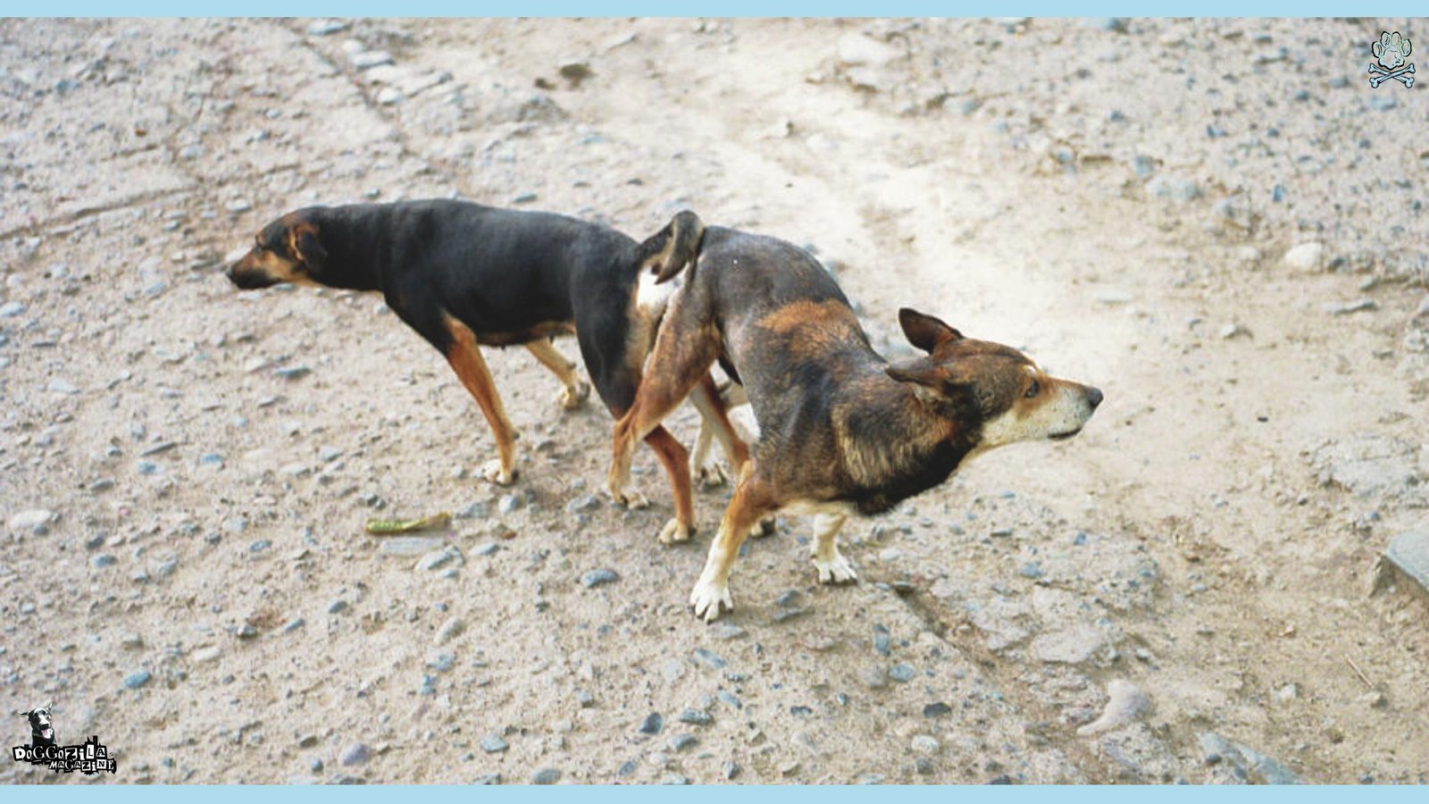 two dogs in difficult situation