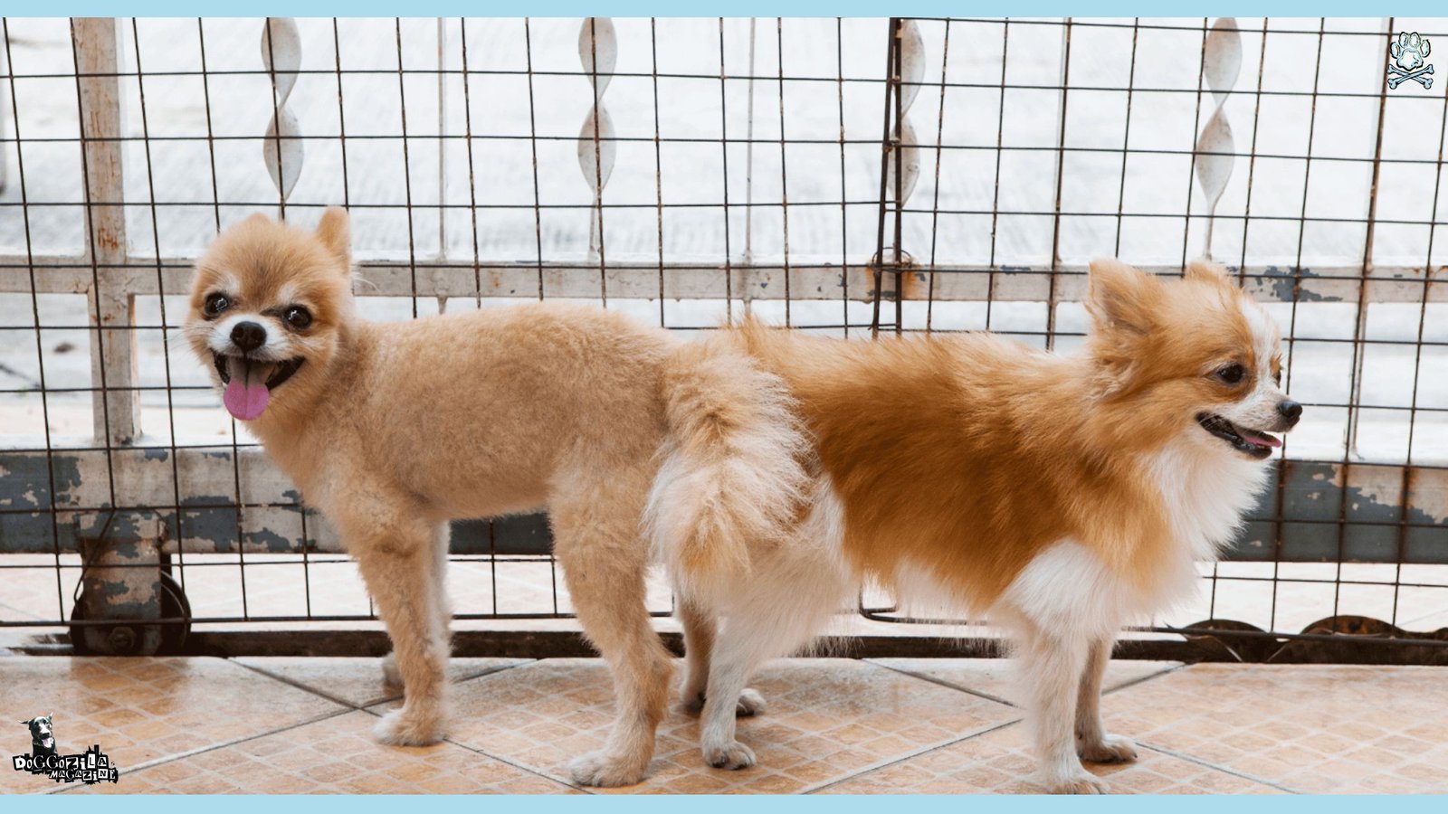 two dogs in difficult situation