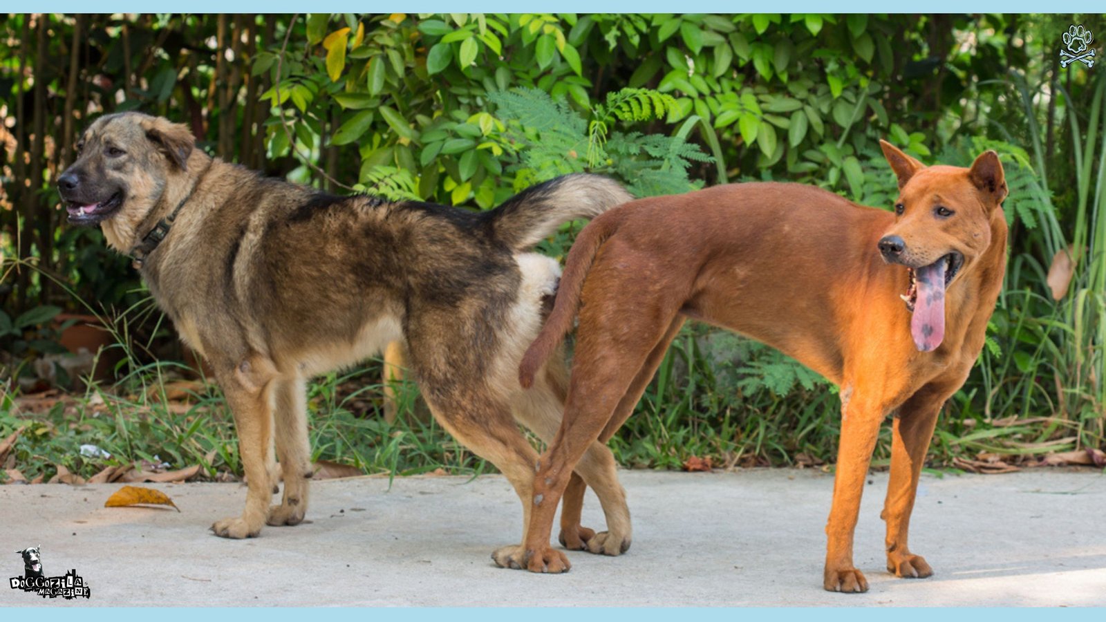two dogs in difficult situation