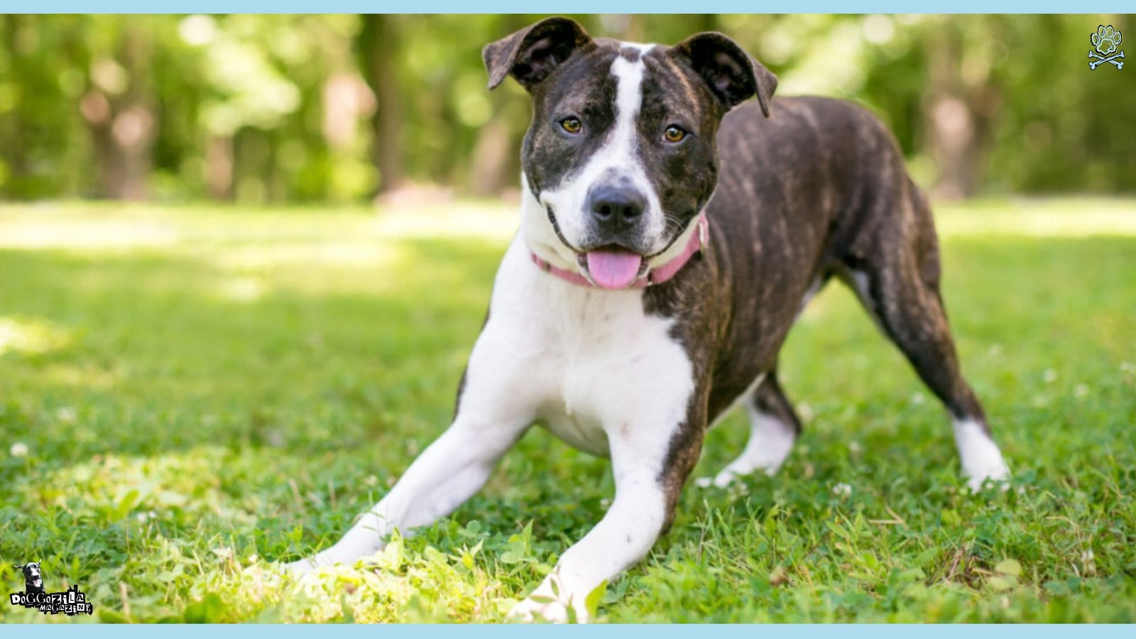 The dog play bow - 10 Essential Dog Behavior Tips for Every Owner