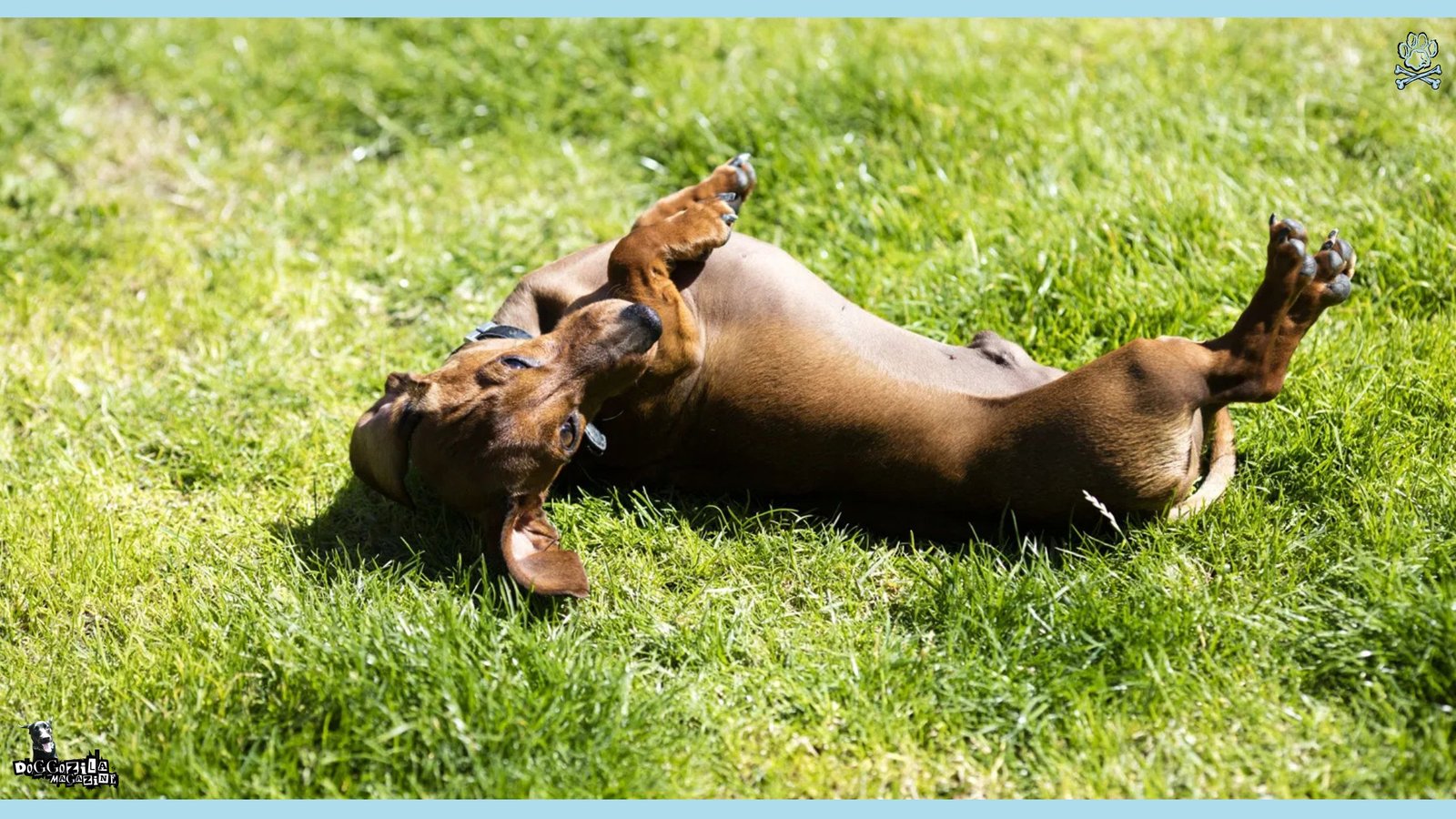 10 Essential Dog Behavior Tips - how to establish routine