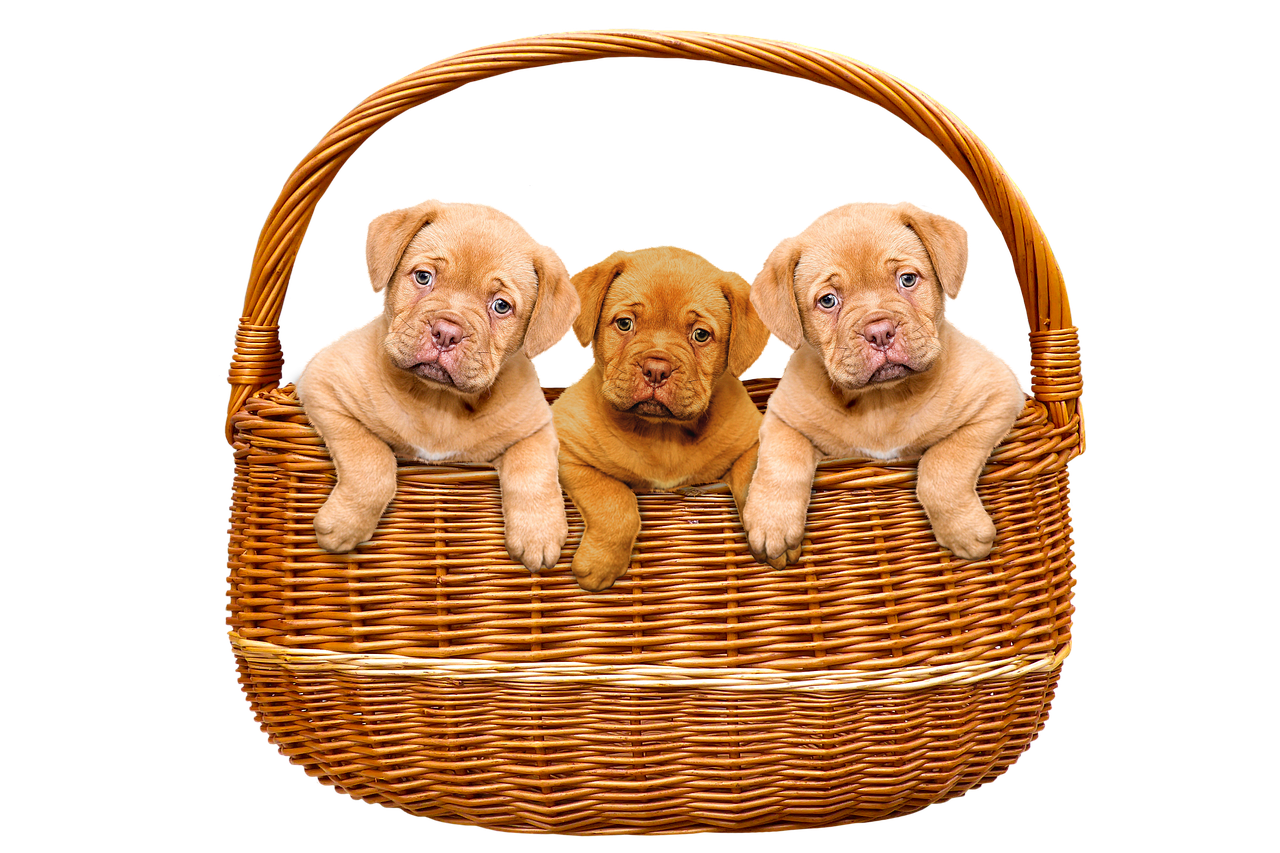 animals, dogs, puppies, basket, bordeaux mastiff, cute, curious, young, great dane, litter, siblings, family, domestic animal, puppies, great dane, great dane, great dane, great dane, great dane