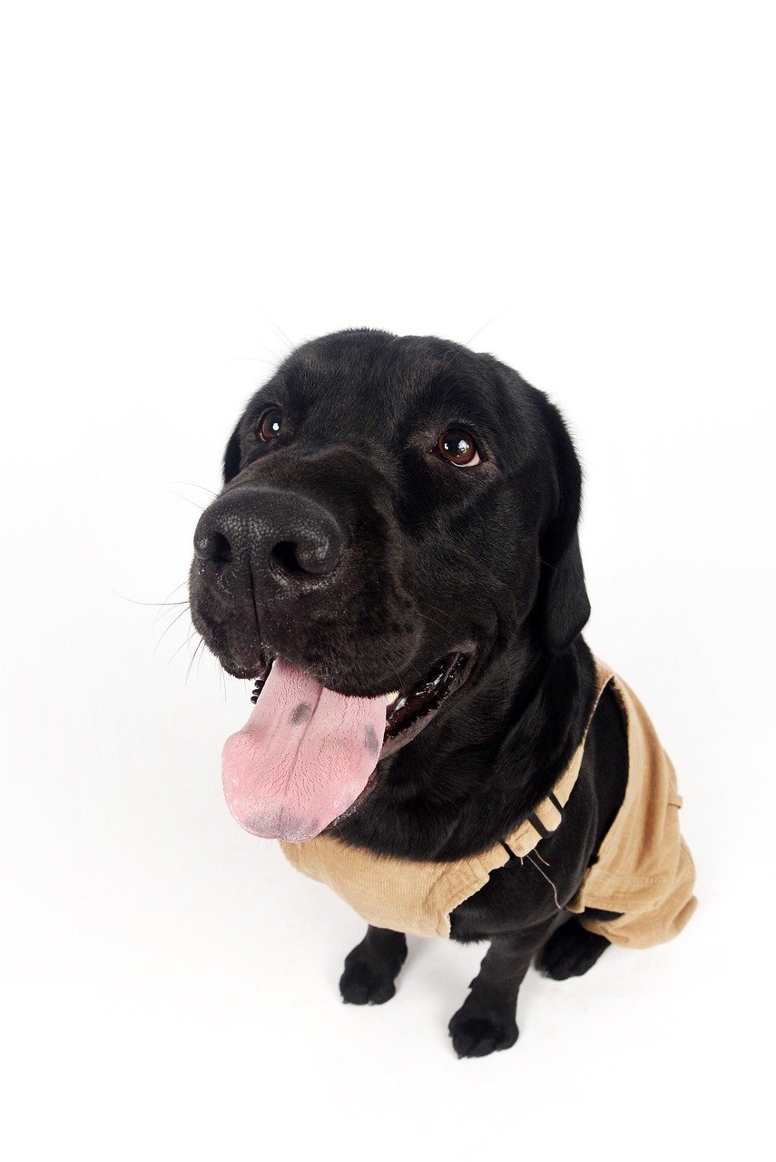 tongue, dog baby, happy, puppy, pup