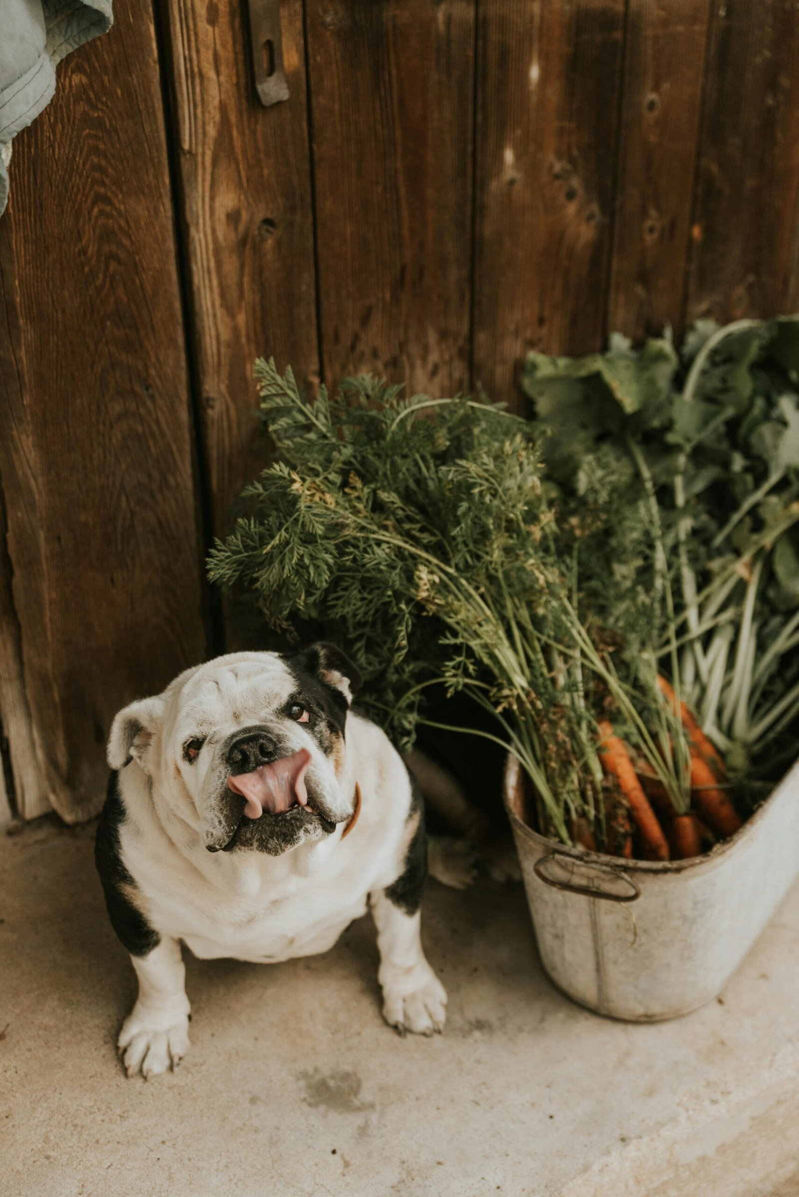 A cute bulldog sits beside a basket of fresh carrots indoors, showcasing a rustic setting.