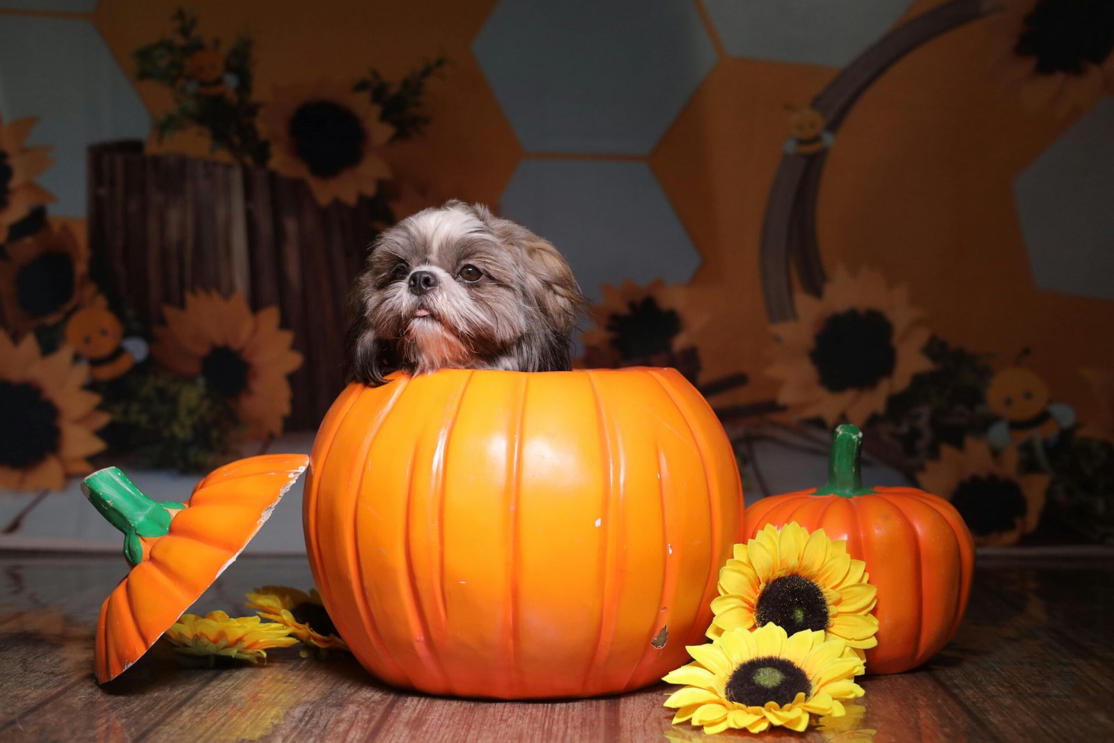 Cute Shih Tzu dog inside a pumpkin with sunflowers, celebrating autumn indoors.