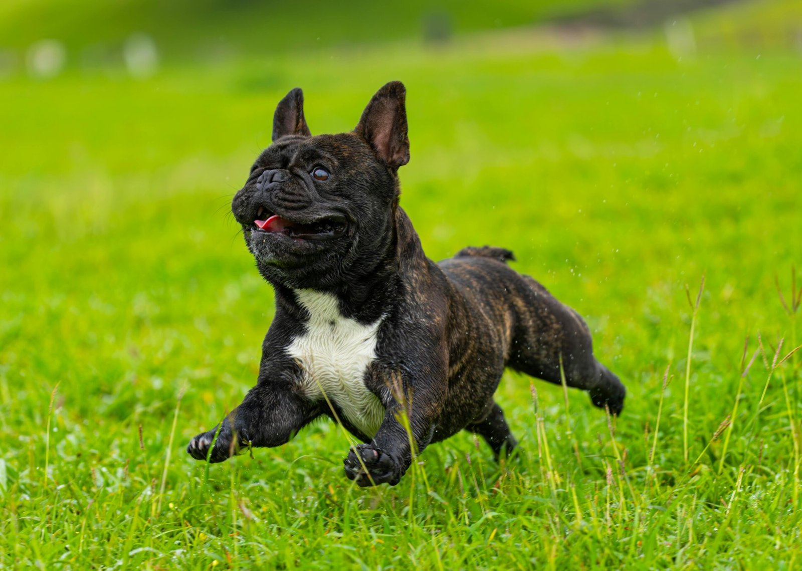 A lively brindle French Bulldog joyfully runs across a green field, expressing playful energy.