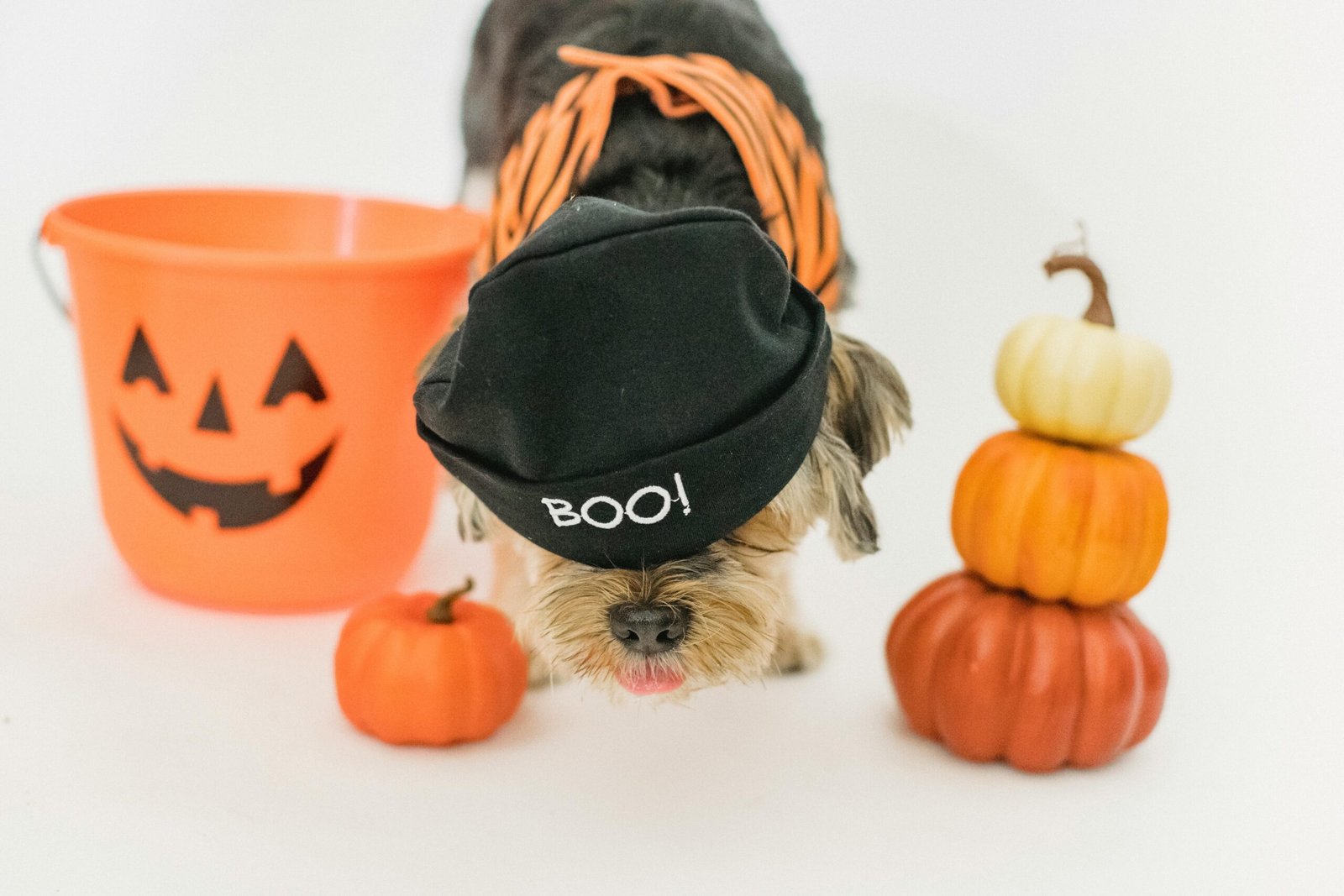 Cute Yorkshire Terrier dressed up for Halloween with pumpkins and a festive bucket.