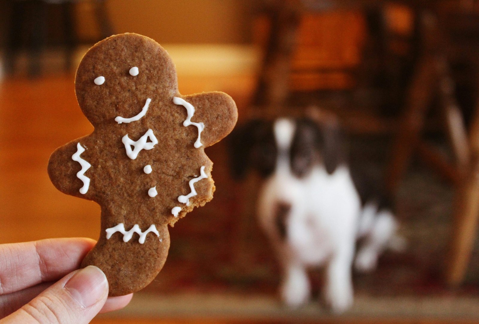 A gingerbread cookie held in focus with a blurred dog in the background. HOMEMADE DOG TREATS FOR HALLOWEEN