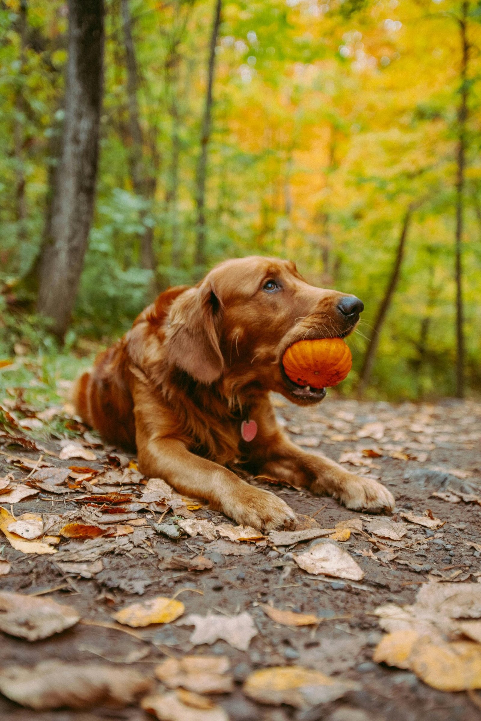 Golden Retriever lying on forest path, biting a pumpkin amidst autumn leaves.