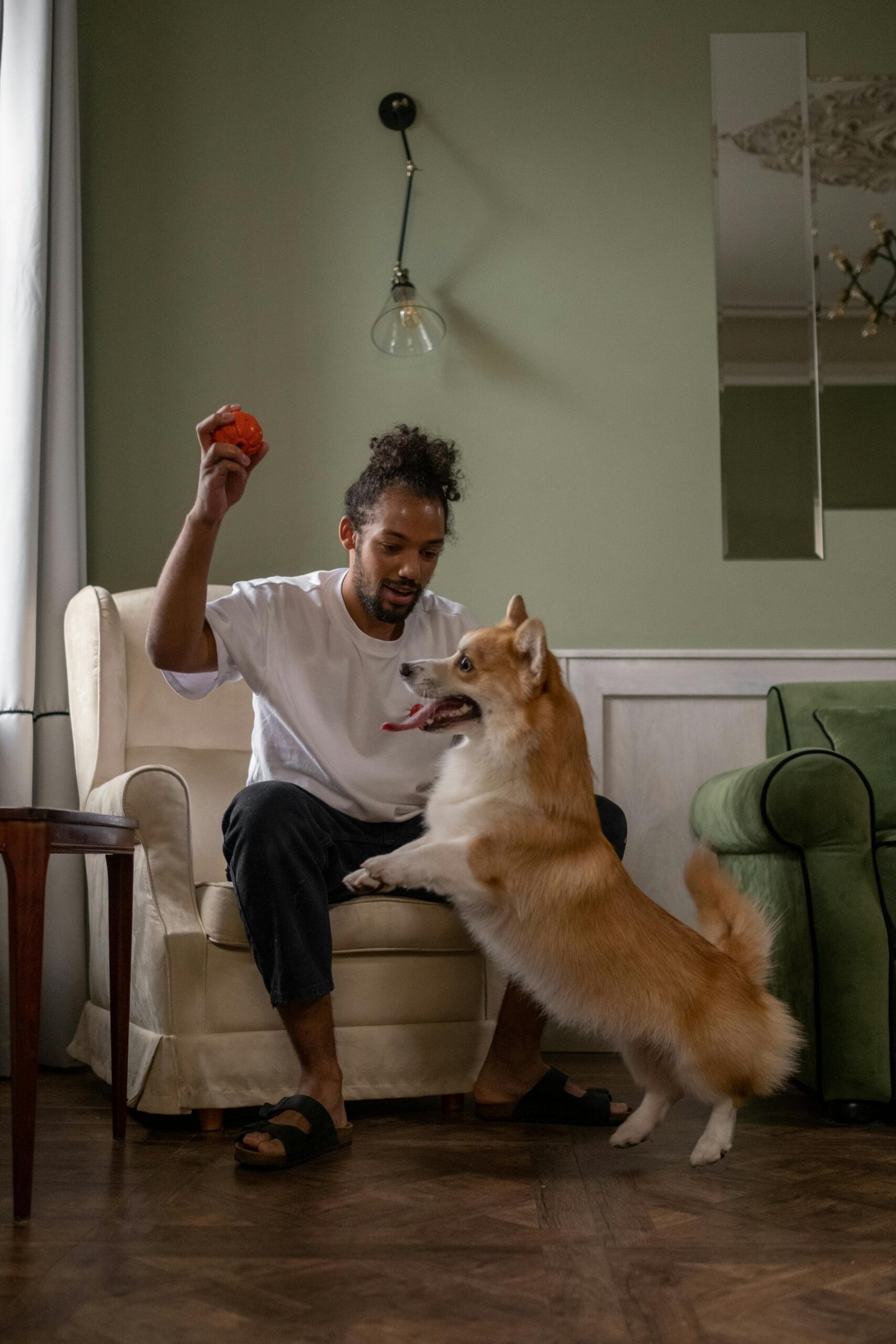 A man in an armchair plays with a Corgi dog indoors, holding a toy ball.