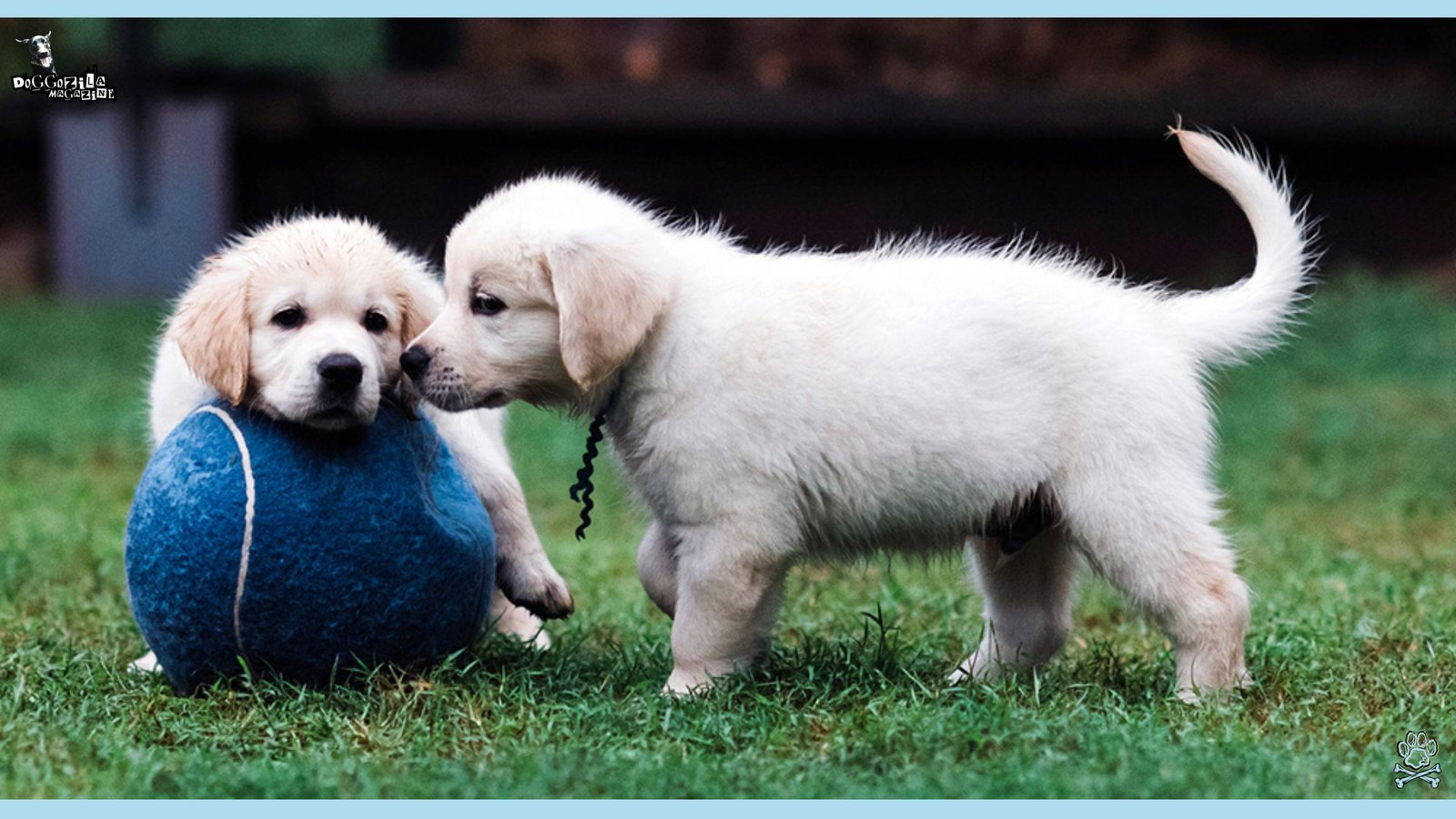 socialize your dog early