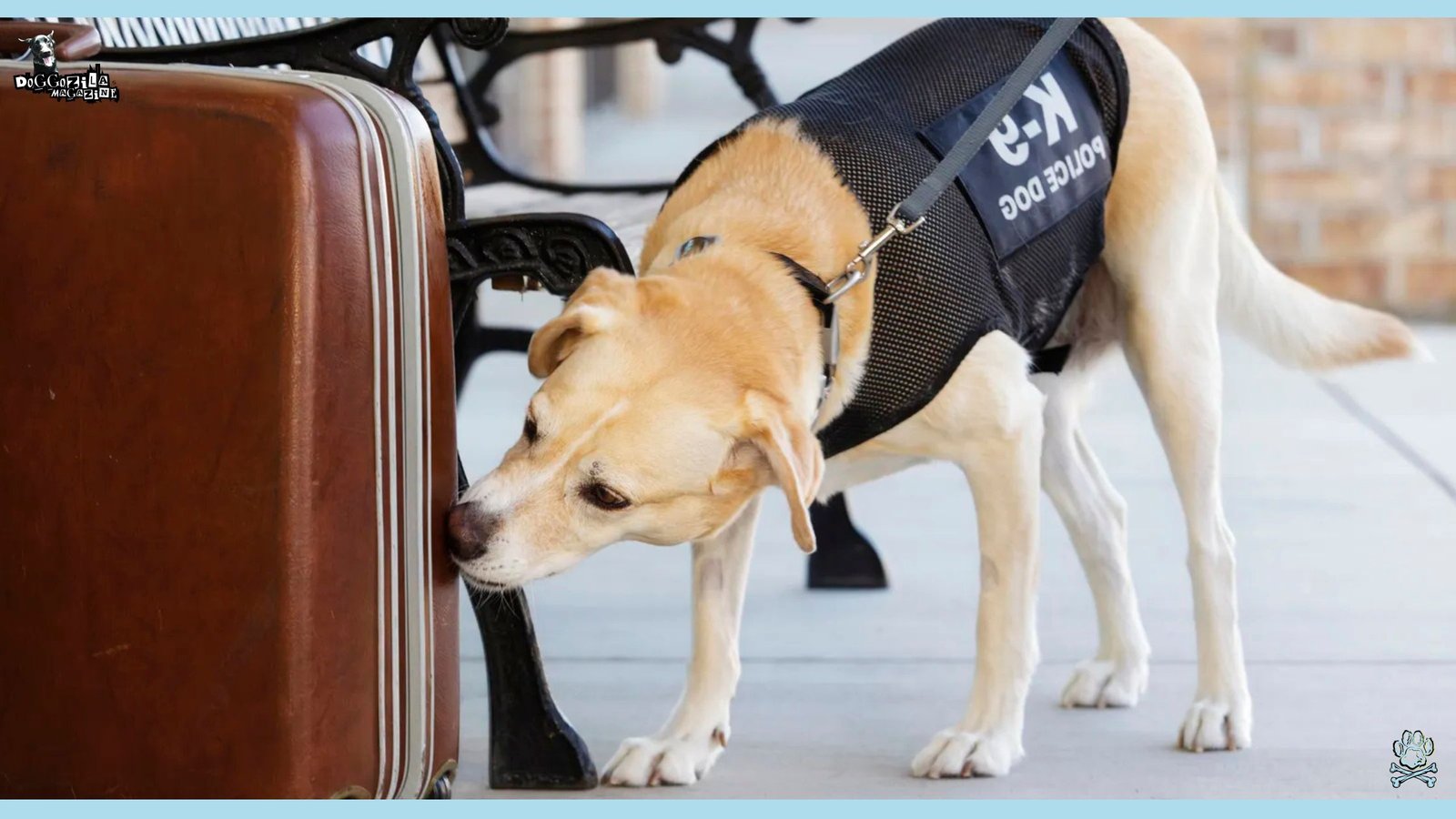 Meet the Bomb Sniffing Dog Breeds