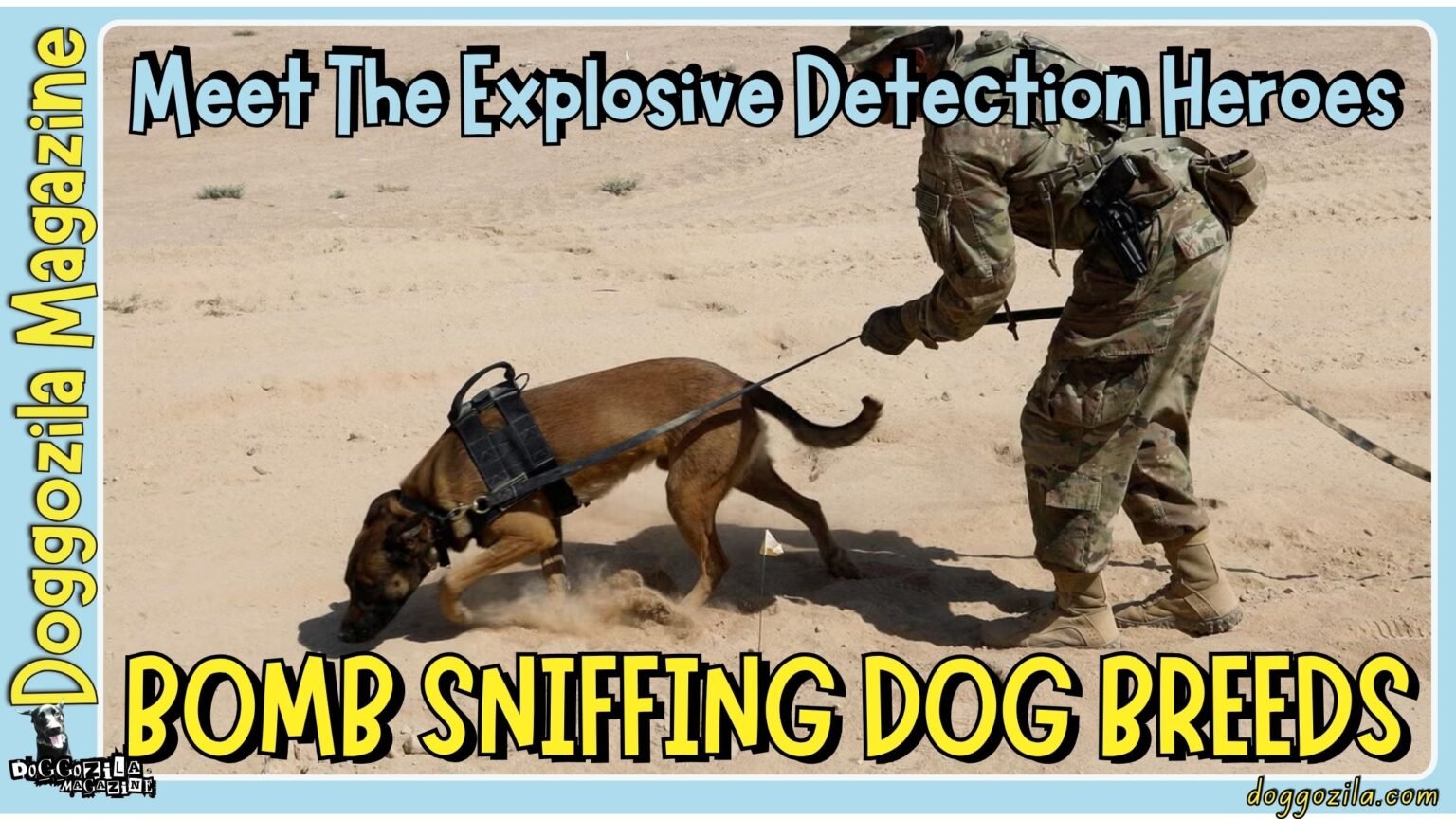 Bomb Sniffing Dog Breeds Meet the explosive detection furry heroes