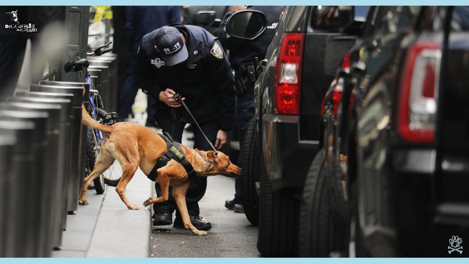 scent detection dog at work