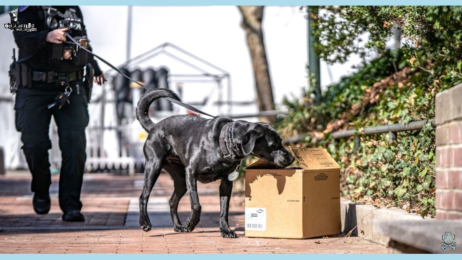 scent detection Labrador at work