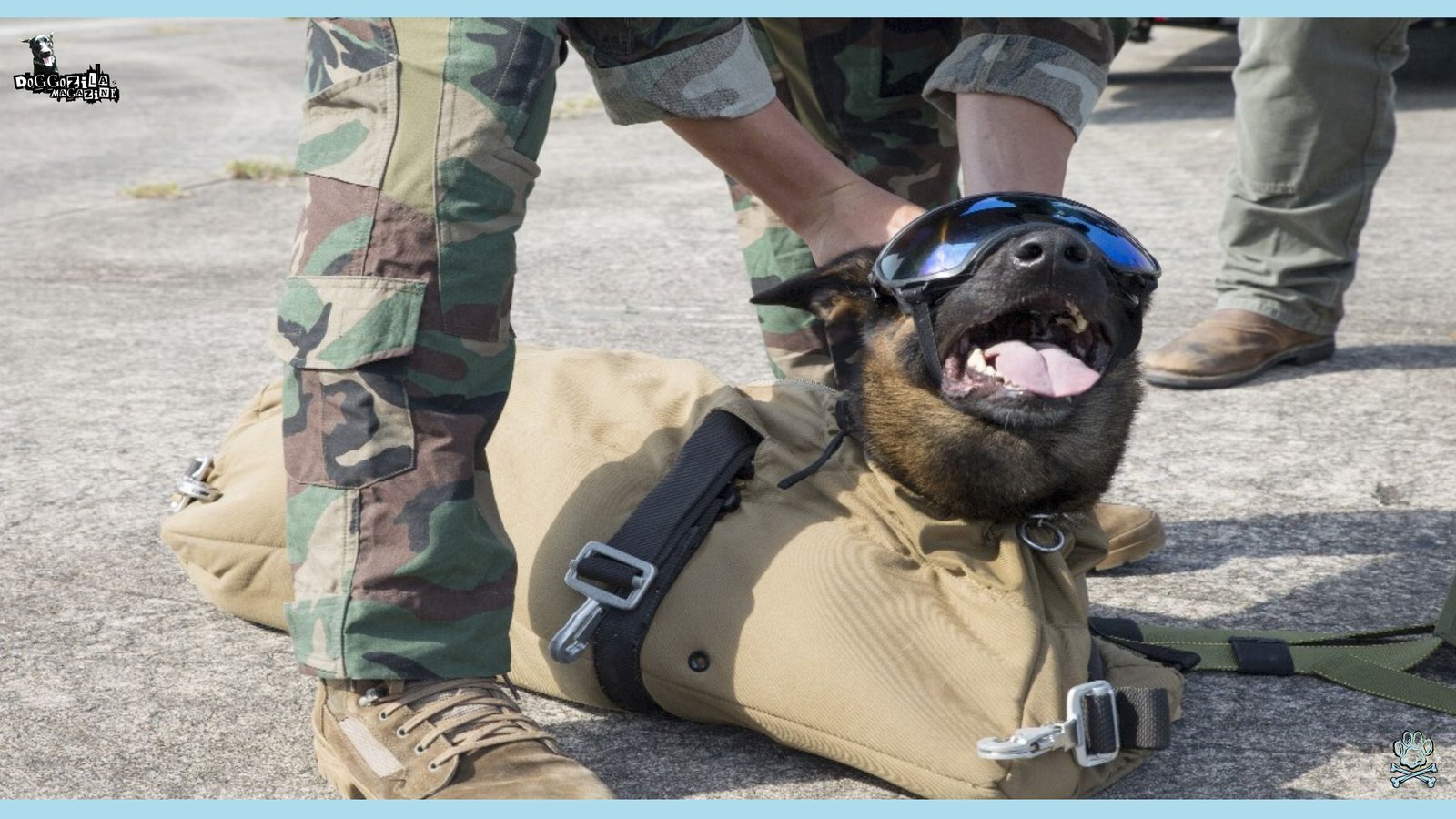 Discover the Bomb Sniffing Dog Breeds