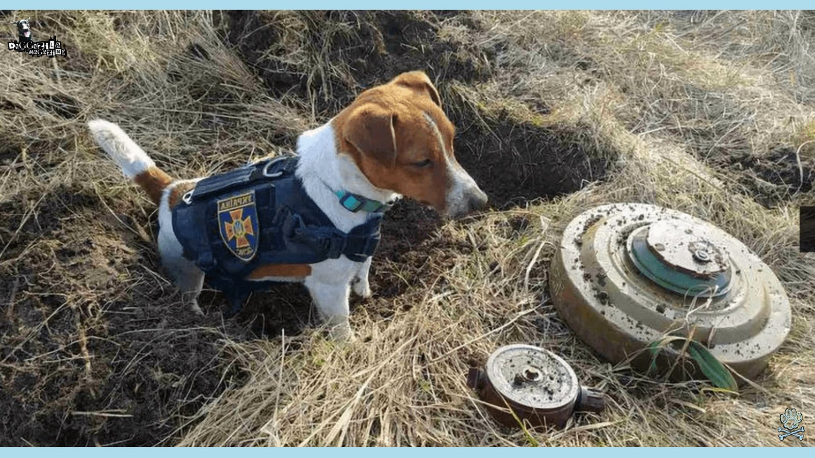 Learn more about the Bomb Sniffing Dog Breeds