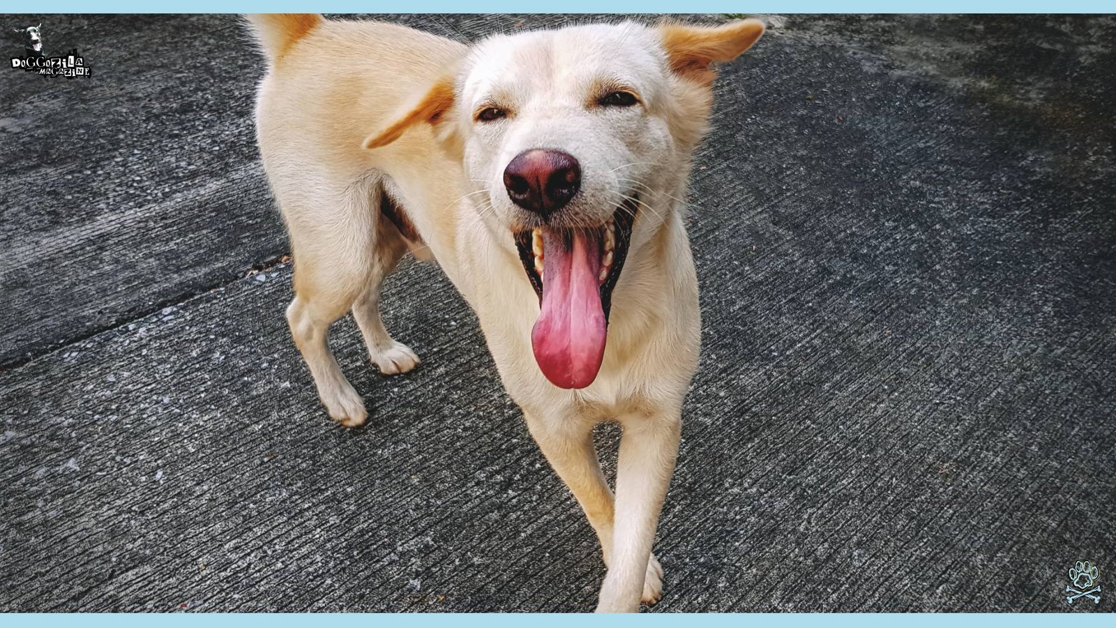 Can Dogs Have Autism