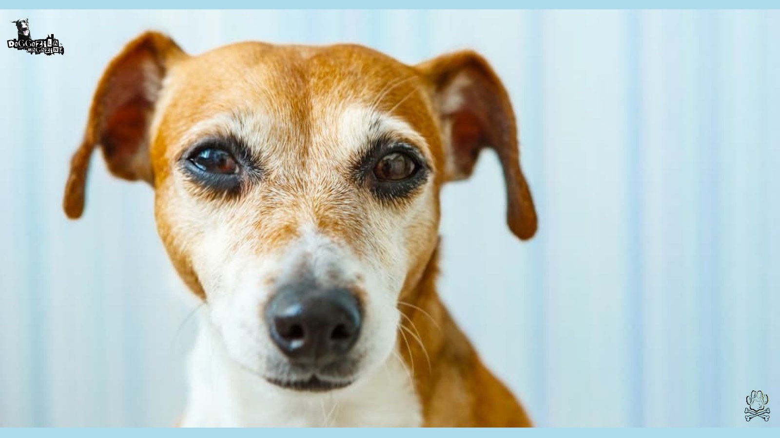 Can Dogs Have Autism