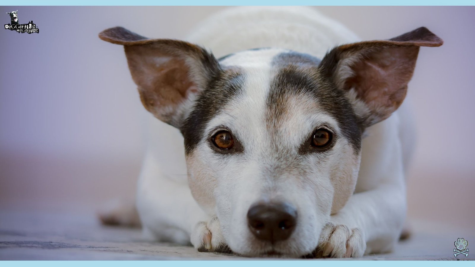 cute puppy look at the camera