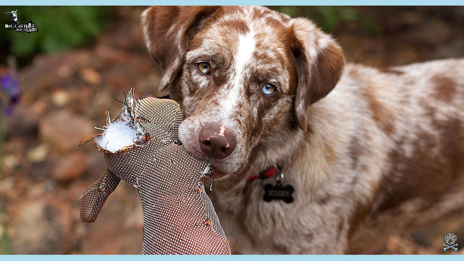 the prettiest puppy with his toy in the mouth
