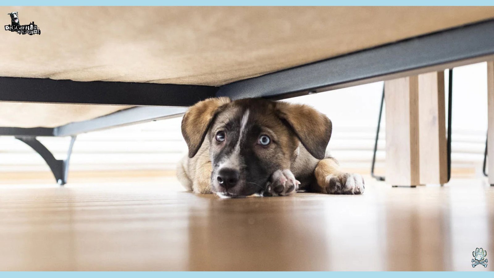 Can Dogs Have Autism