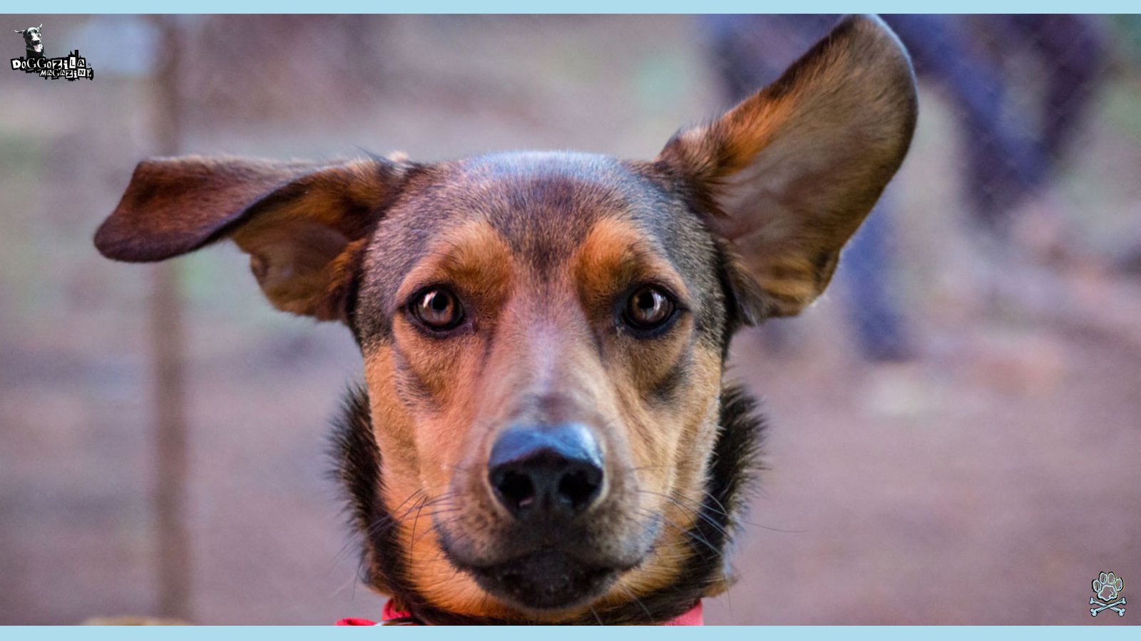 pretty serious dog looking sharp at the camera with his ears erected and using his listening skills
