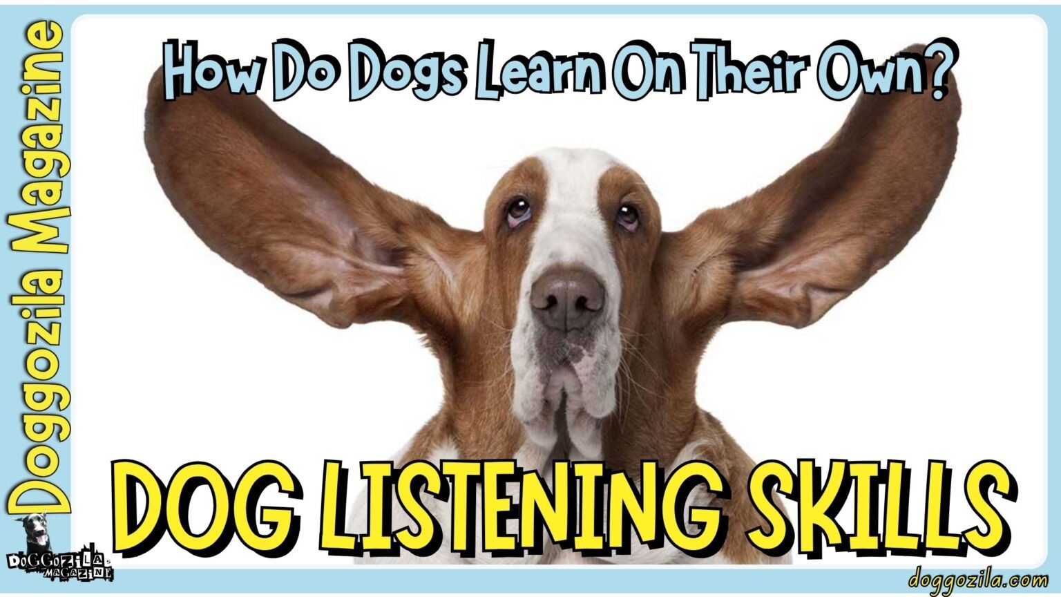 Dog Listening Skills - How they learn on their on without we looking at them
