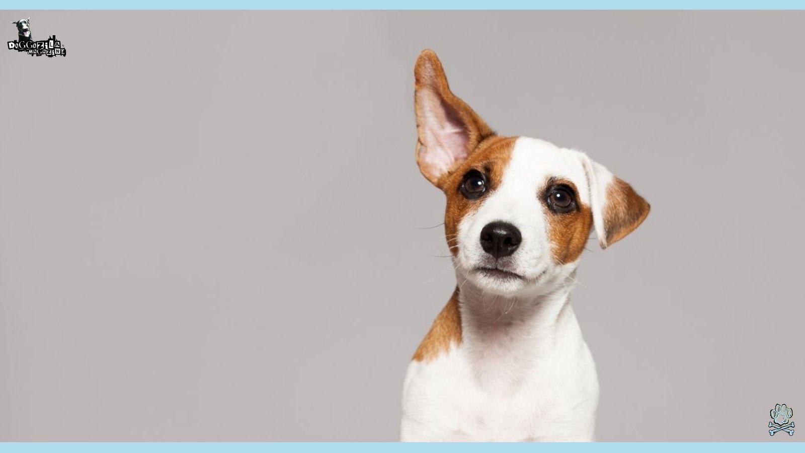 cute puppy with his ear upward