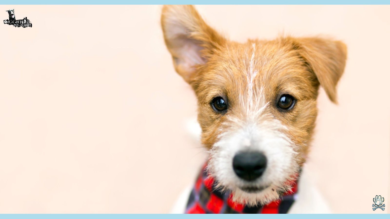 cute little puppy with a bandana and one ear up