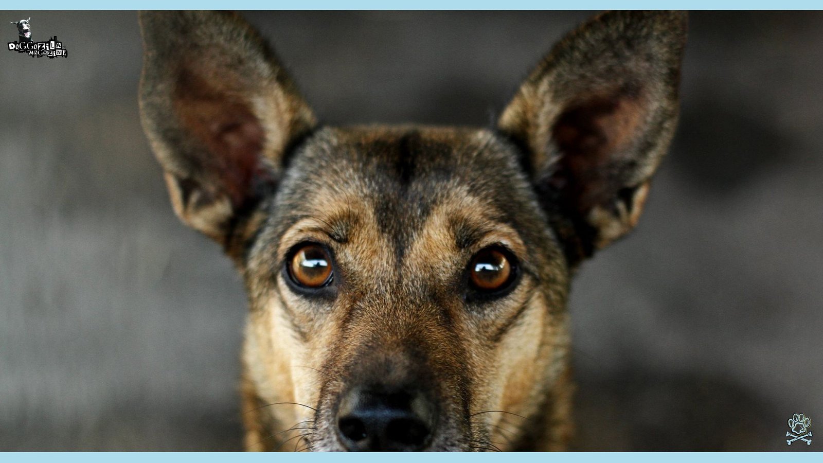 pretty serious dog looking sharp at the camera with his ears erected