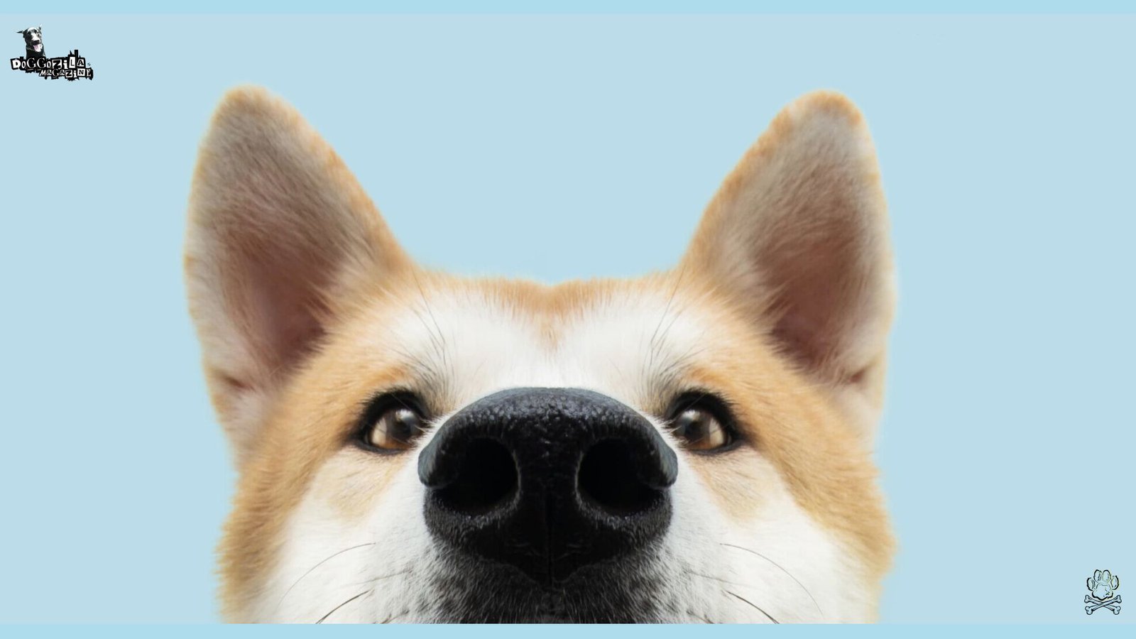 cute shiba inu looking at the camera