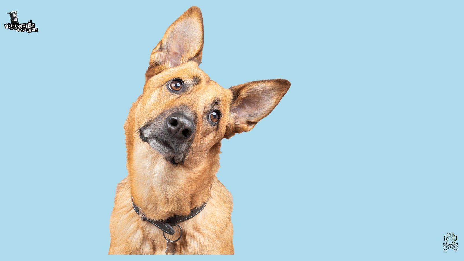 German Shepard dog tilting his head Listening Skills