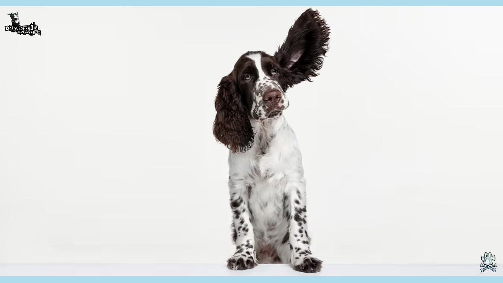 Dog Practice his Listening Skills on one ear