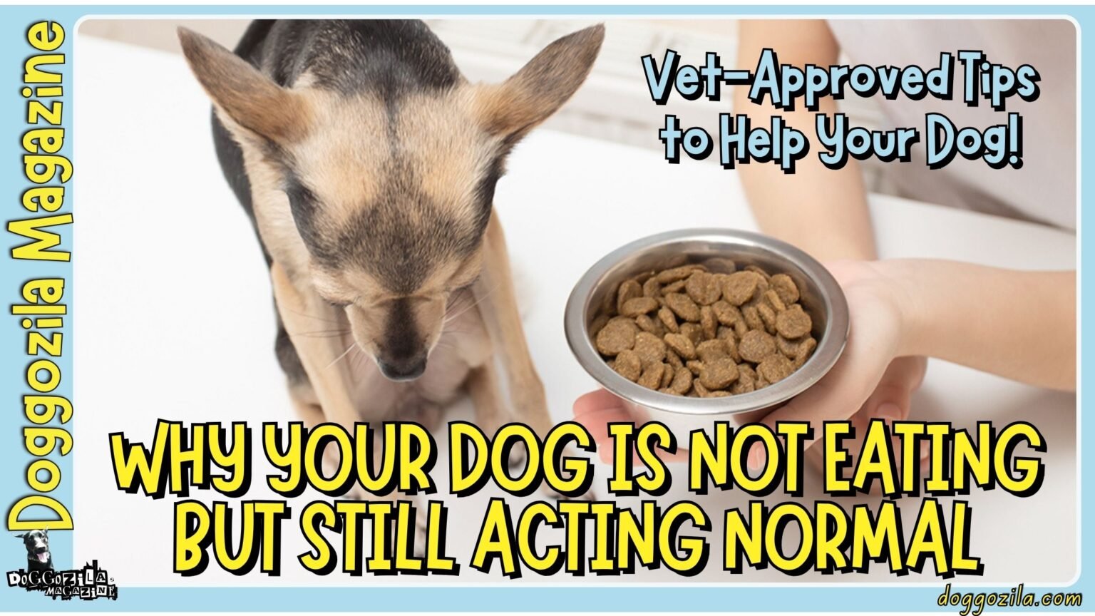 Vet-Approved Tips for Your Dog if it's Not Eating but Still Acting Normal