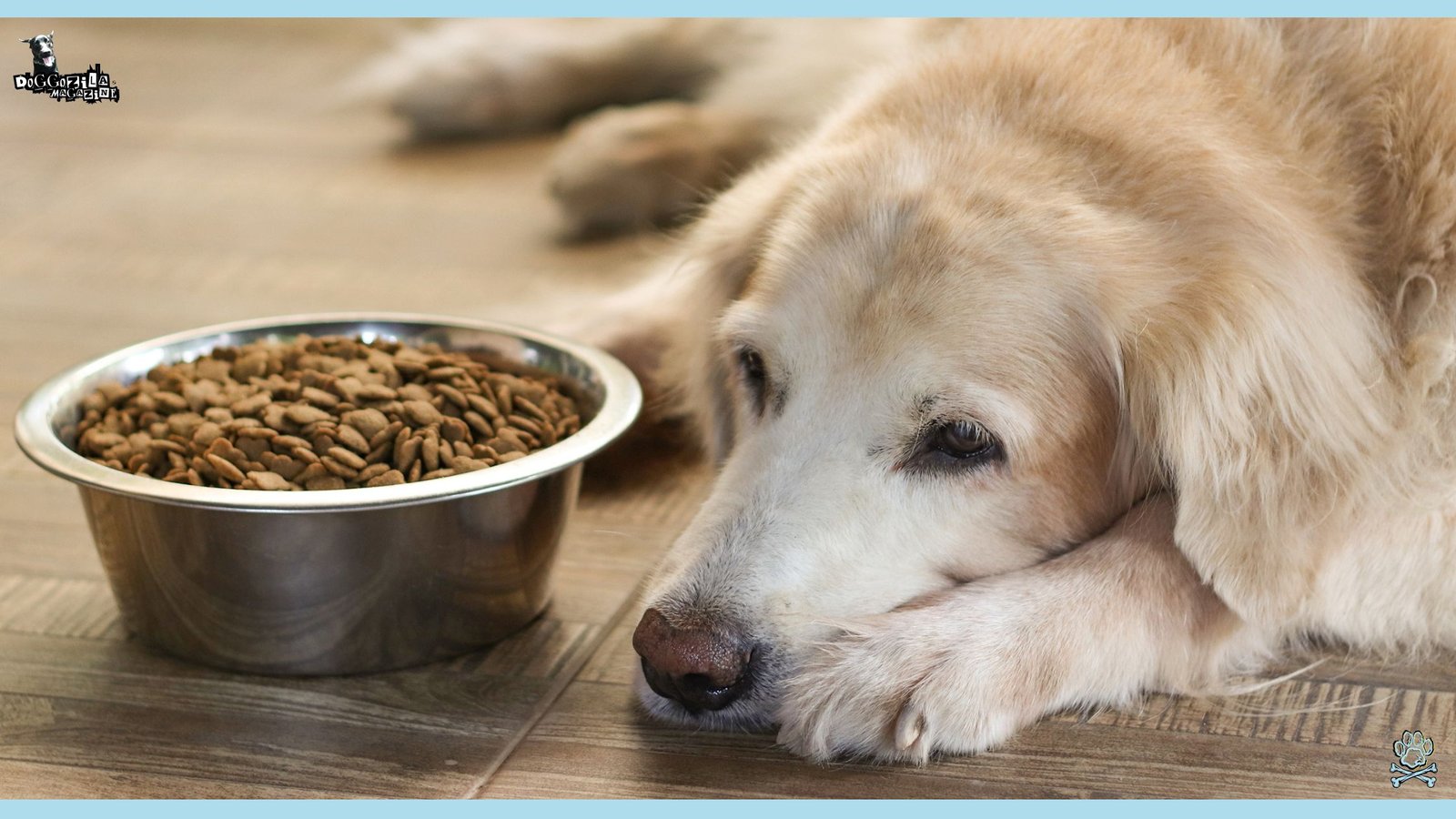 older golden retriever refusing his meal