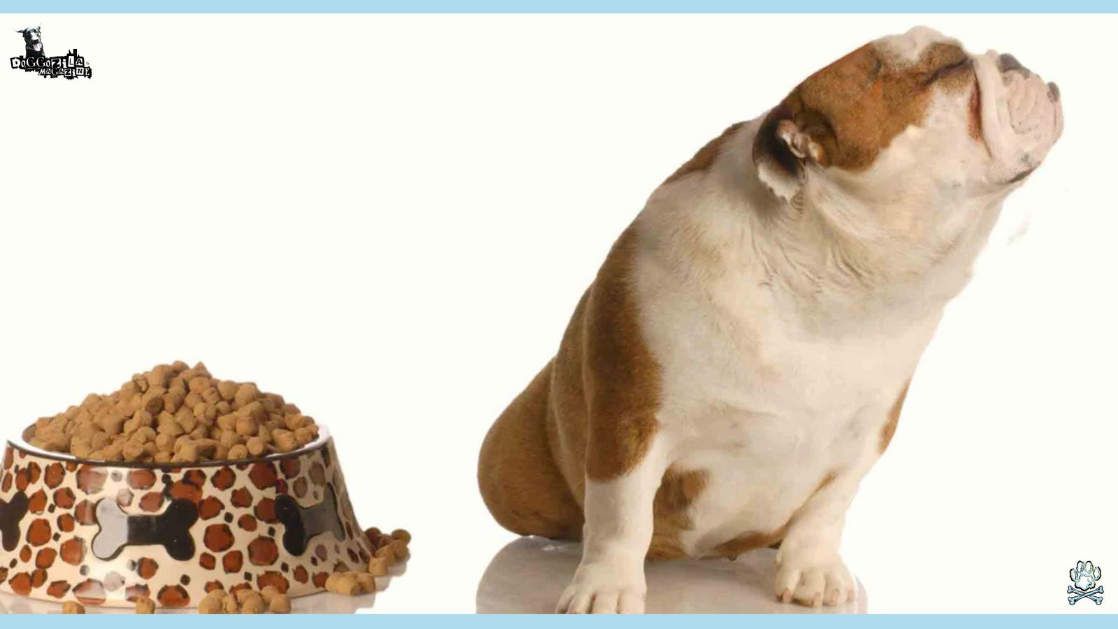 bulldog refusing his meal